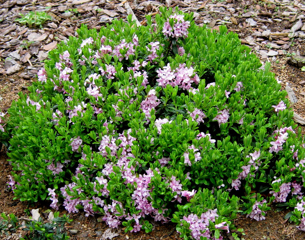 Daphne x hendersonii 'Apple Blossom'